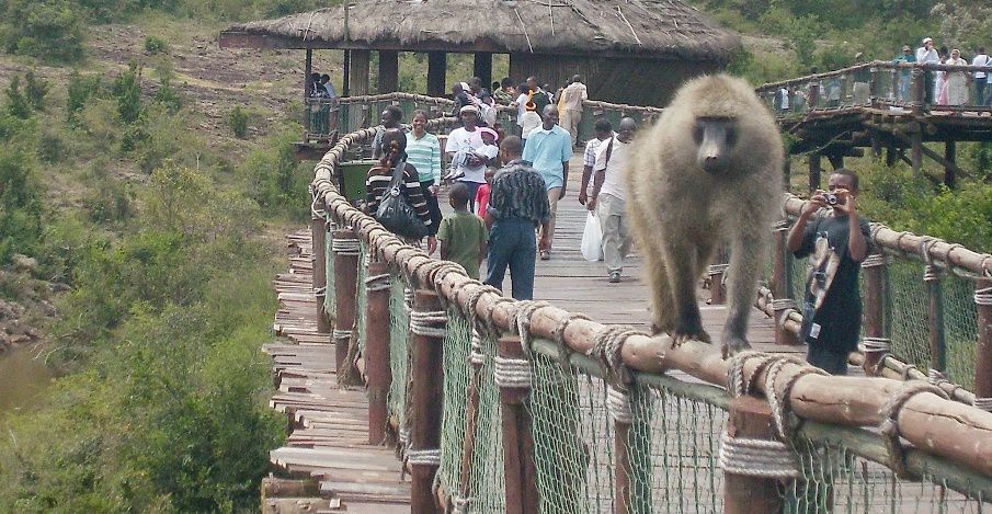 Nairobi-safari-walk