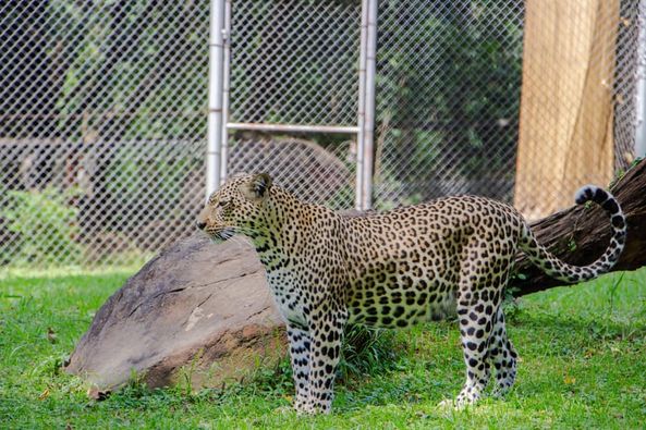 cheetahs-at-Kisumu-Impala-Sanctuary