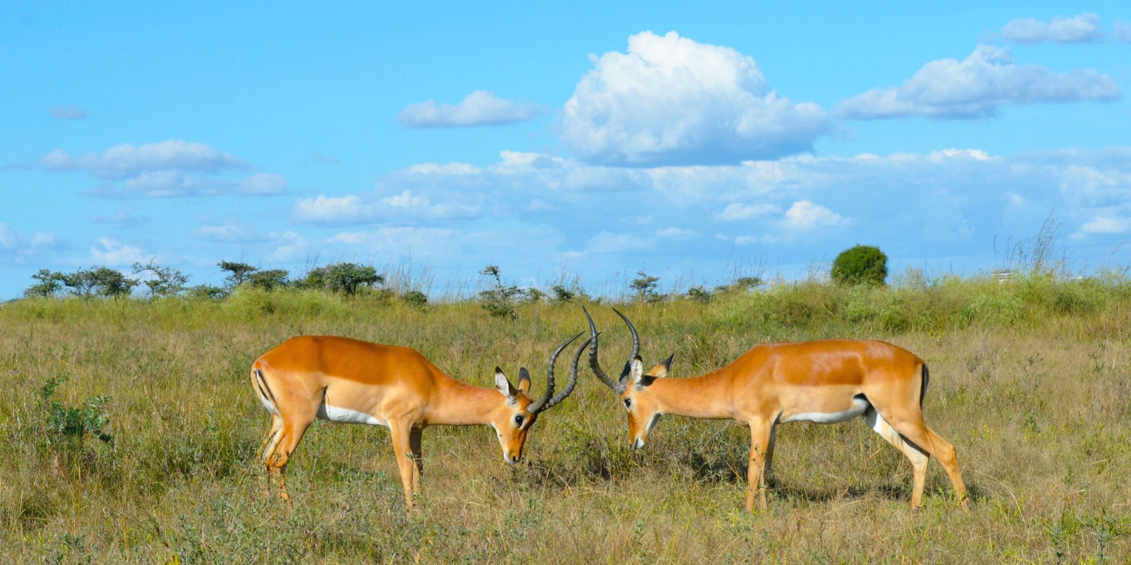Kisumu-Impala-Sanctuary