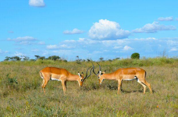 pexels-simon-brandintel-3992510 Kisumu-Impala-Sanctuary