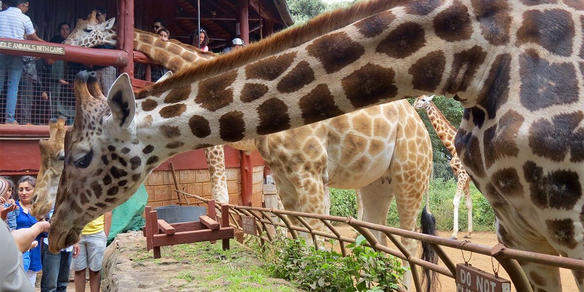 Nairobi-Animal-Opharnage-1200×675 Nairobi-animal-orphanage