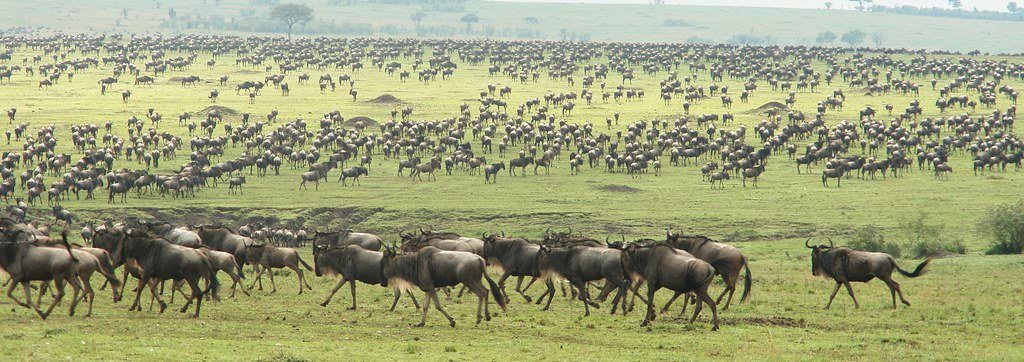 the-great-wildebeest-migration