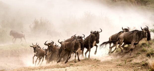 the-great-wildebeest-migration-in-kenya