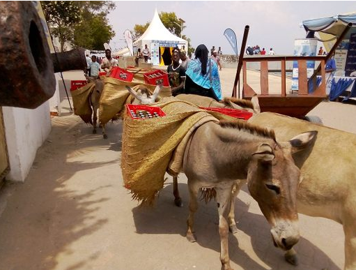The-donkey-sanctuary-fun-places-to-visit-in-Lamu