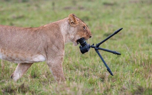 An image of lion eating a camera Safari-trip- essentials
