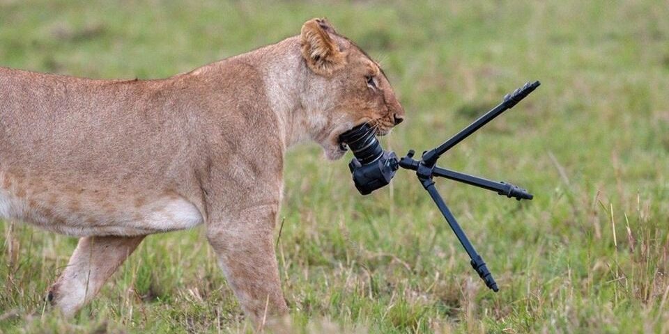 An image of lion eating a camera Safari-trip- essentials