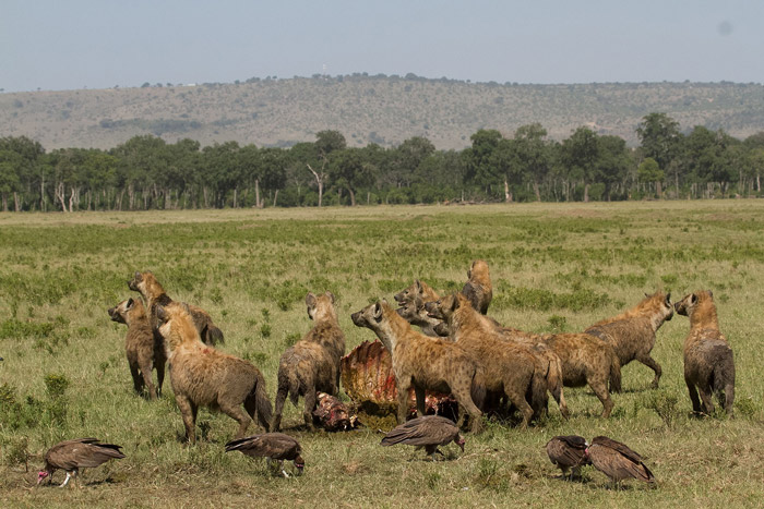 Hyenas-ravaging-carcass