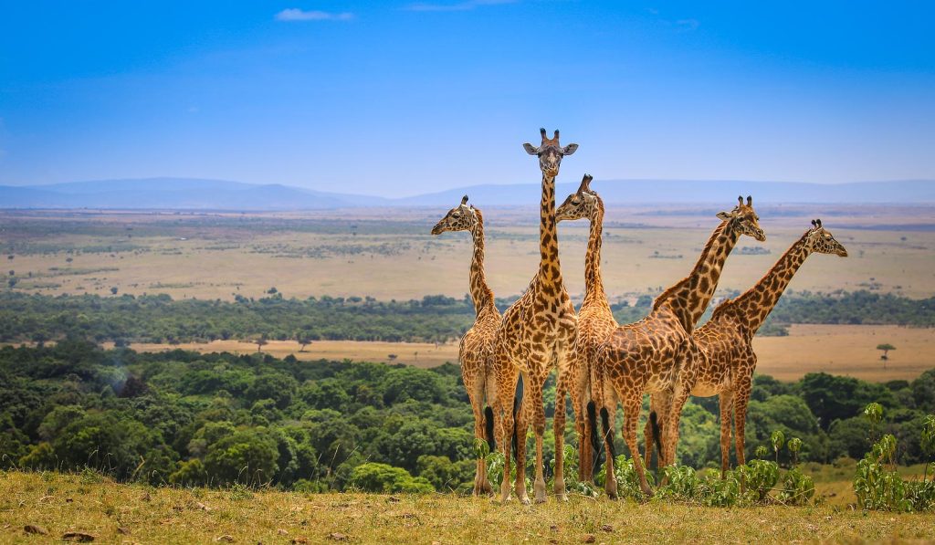 The-Mara-Triangle-Fantastic-Destinations-In-Maasai-Mara