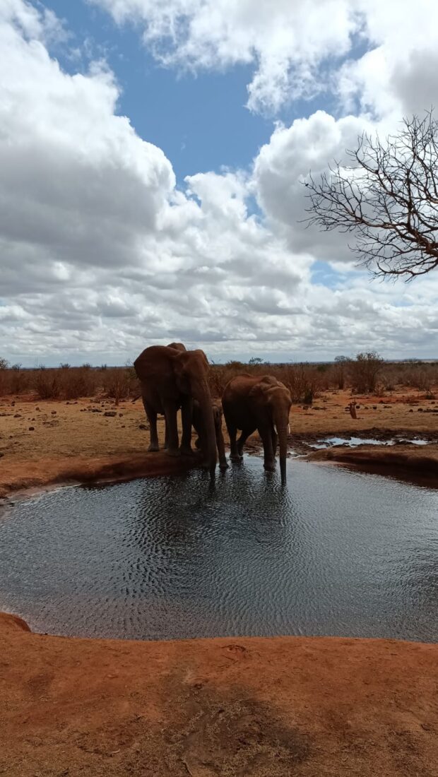 Best African Safari Parks best-African-safari-parks
