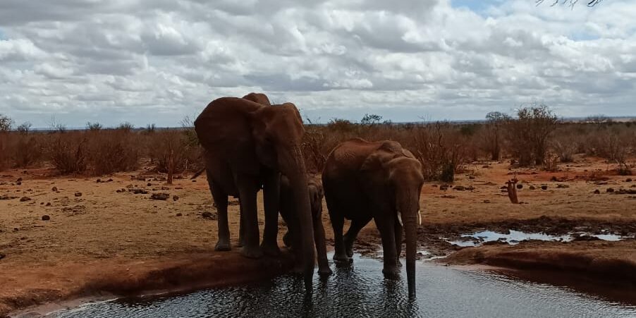 best-African-safari-parks