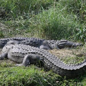 Crocodiles-at-Mamba-Village-Mombasa-Camping-Safaris-Kenya