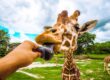 Giraffe-Feeding-Nairobi