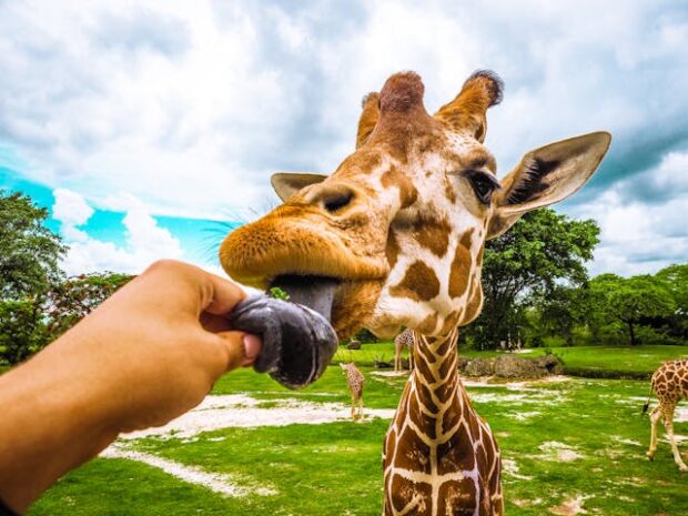 Giraffe-Feeding-Nairobi Giraffe-Feeding-Nairobi