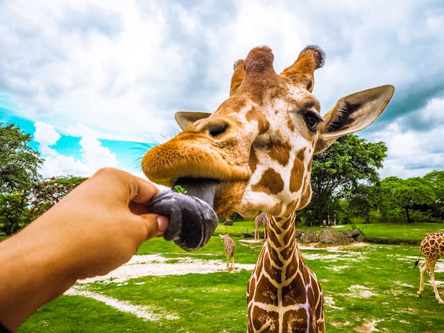 Giraffe-Feeding-Nairobi
