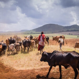 Maasai-herding-cattle