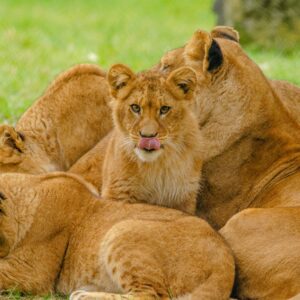 Lioness-and-her-cubs-at-the-Mara