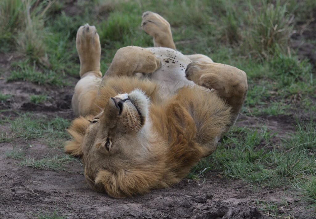 A-Lion-Rolling-on-the-Ground