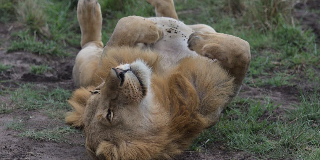 A Lion Rolling on the Ground A-Lion-Rolling-on-the-Ground
