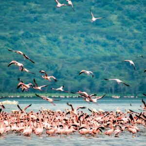 Flamingos-at-Lake-Nakuru