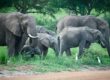 Elephants-grazing-in-Mount-Kenya-National-Park-a-UNESCO-World-Heritage-Site
