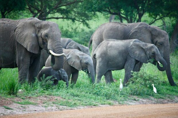 Elephants grazing in Mount Kenya National Park, a UNESCO World Heritage Site Elephants-grazing-in-Mount-Kenya-National-Park-a-UNESCO-World-Heritage-Site