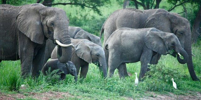 Elephants grazing in Mount Kenya National Park, a UNESCO World Heritage Site Elephants-grazing-in-Mount-Kenya-National-Park-a-UNESCO-World-Heritage-Site