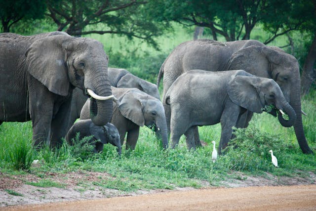 Elephants-grazing-in-Mount-Kenya-National-Park-a-UNESCO-World-Heritage-Site