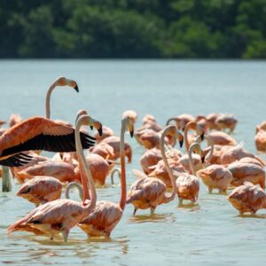 Flamingos-wading-in-Lake-Nakuru-Kenya