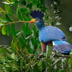 Great-blue-turaco-in-Kakamega-Forest Kenya