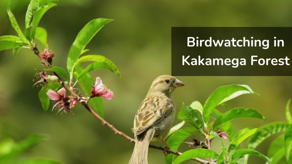 Birdwatching-in-Kakamega-Forest-Kenya – forest-tours-Kenya-highlight