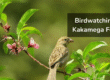 Birdwatching-in-Kakamega-Forest-Kenya – forest-tours-Kenya-highlight