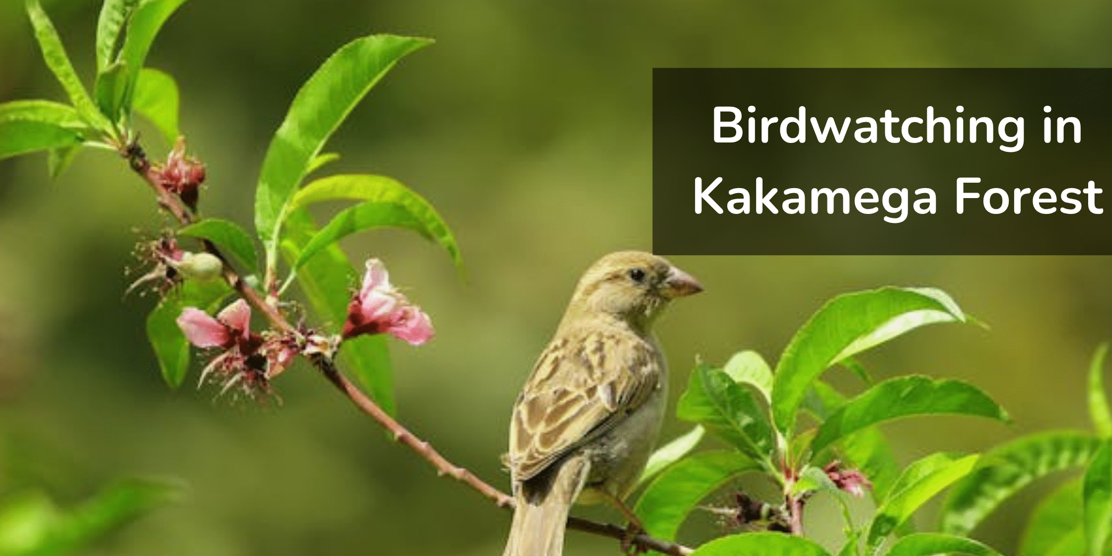 Birdwatching in Kakamega Forest Kenya – forest tours Kenya highlight Birdwatching-in-Kakamega-Forest-Kenya – forest-tours-Kenya-highlight