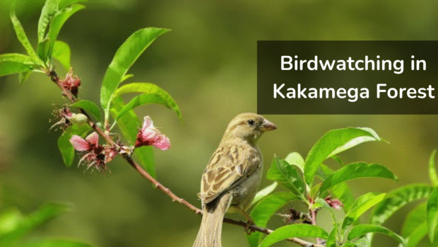 Birdwatching in Kakamega Forest Kenya – forest tours Kenya highlight Birdwatching-in-Kakamega-Forest-Kenya – forest-tours-Kenya-highlight
