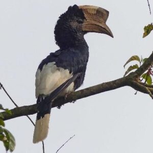 Black-and-white-casqued-Hornbill-in-Kakamega-Forest-Kenya
