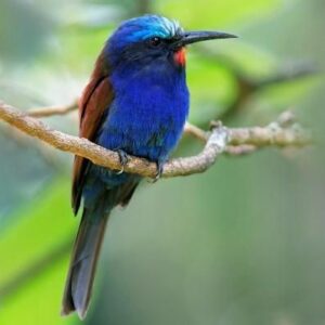 Blue-headed-Bee-eater-in-Kakamega-Forest-Kenya