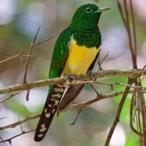 African-Emerald-Cuckoo-in-Kakamega-Forest-Kenya