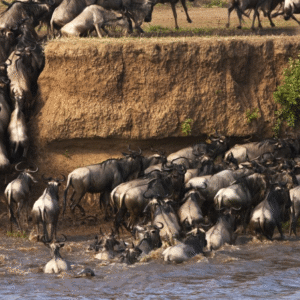 The-wildebeest-migration-in-Kenya