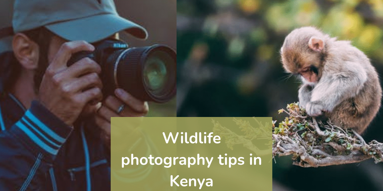 Photographer-with-camera-and-monkey-on-branch-wildlife-photography-in-Kenya