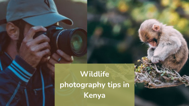 Photographer with camera and monkey on branch, wildlife photography in Kenya Photographer-with-camera-and-monkey-on-branch-wildlife-photography-in-Kenya