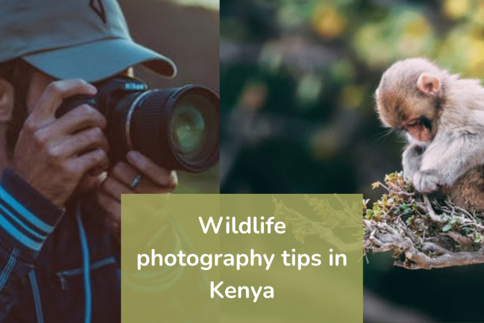 Photographer with camera and monkey on branch, wildlife photography in Kenya Photographer-with-camera-and-monkey-on-branch-wildlife-photography-in-Kenya