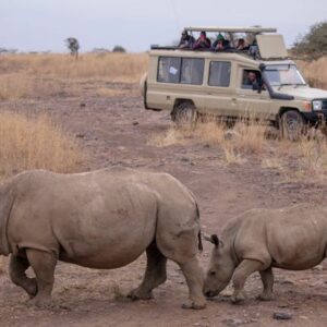 Safari-vehicle-observing-a-mother-and-baby-rhinoceros-crossing-the-road-in-Kenya's-savannah